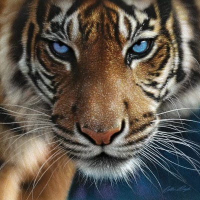 Colin Bogle Blue Eyes Keilrahmen-Bild Leinwand Tiger Augen Raubkatzen